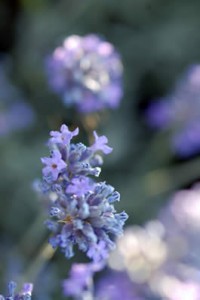 Up close with lavender