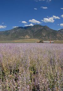 lavender field at Young Living Farm in Mona, UT