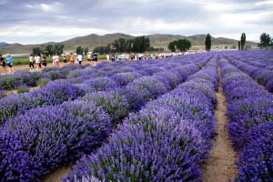 young living lavender farms