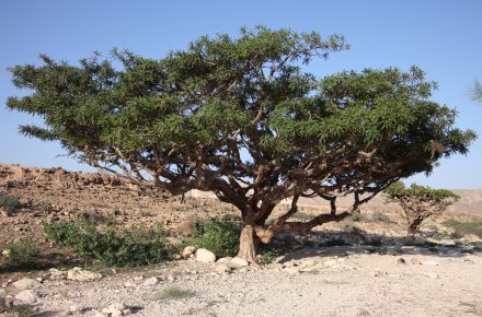 Omani frankincense tree