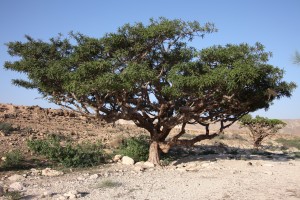 frankincense tree in Oman