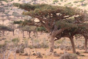 frankincense forest in Socotra