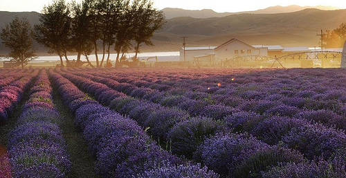 Lavender farm in Mona Utah with lake in the background