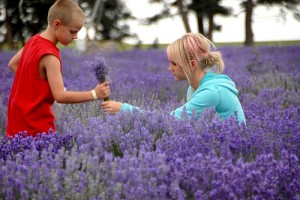boy and girl picking Lavender