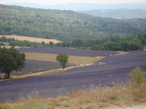 lavender farm in Provence, France