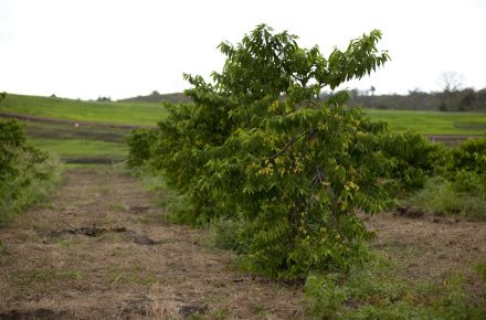 Rows of ylang ylang trees in bloom at the Young Living Ecuador farm.