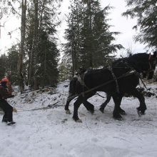 Gary Young skidding logs with Belgium horses