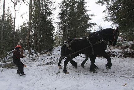 Gary Young skidding logs with Belgium horses