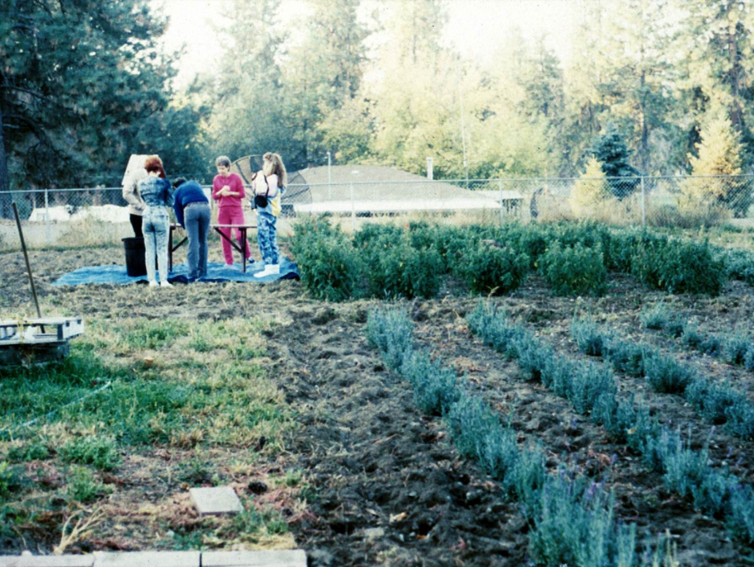 It all started here in Spokane, Washington, on a quarter-acre plot where I planted lavender seeds I brought from France.