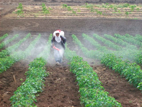 An Ecuadorian worker is hand spraying one of the basil fields with Gary’s special essential oil mixture to kill white flies.