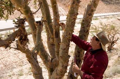 Gary is shown preparing to make the cut in the bark of this Boswellia sacra frankincense tree in Oman, which will start the resin flowing. The resin collected from these trees is distilled in Salalah, Oman, and becomes Young Living’s exquisite Sacred Frankincense essential oil.