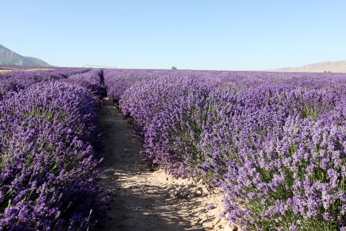 True non-hybrid lavender has varying colors as the YL lavender fields at Mona, Utah, clearly show. 