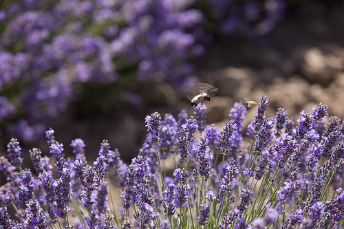 Bees visit the lavender blossoms at Young Living's Mona, Utah, lavender farm.