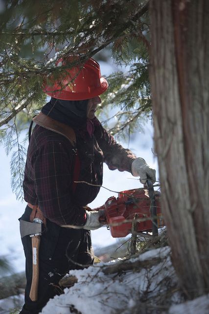 Even though a horrible logging accident on February 2, 1973, temporarily put Gary Young in a wheelchair, he can now be found each winter still logging. However, now he is logging balsam fir, black spruce, blue spruce, pine, and other conifers that are then chipped and distilled for the production of essential oils. 