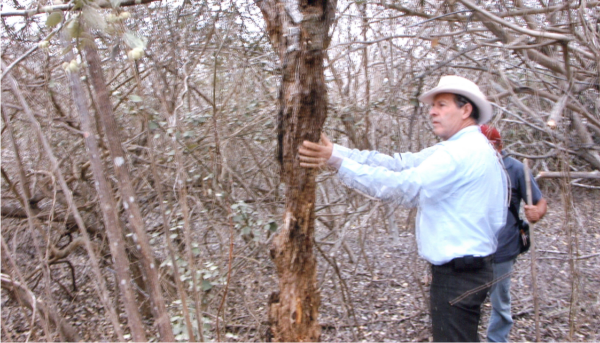 This 2005 photo shows Gary investigating palo santo after which he began distilling the wood.