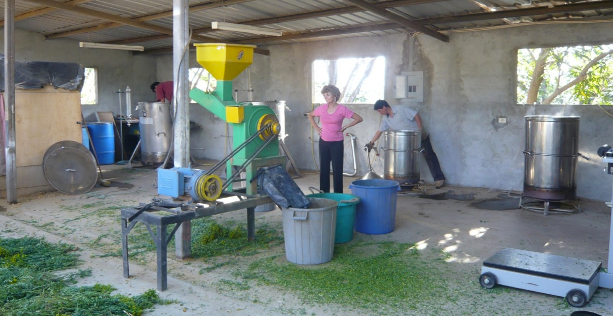 Mary Young in 2006 watching the chipping of ruta for distillation at the Young Living farm in Chongon, Ecuador.