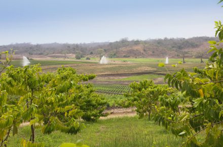 Established and newer fields of fragrant ylang ylang trees on the Chongon, Ecuador, farm. Imagine being there when they are blooming!