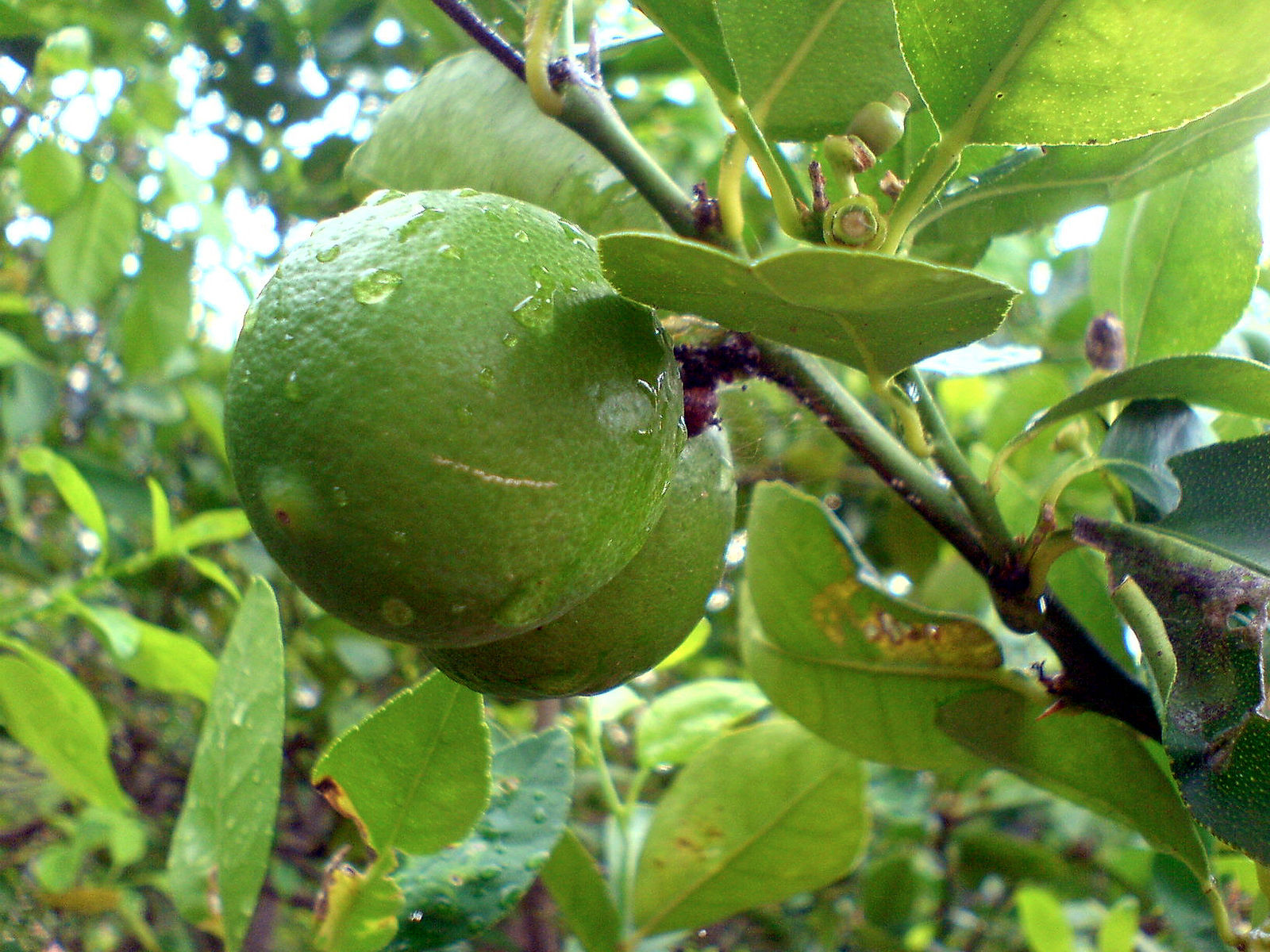 Citrus_×aurantiifolia927505341 wiki commons