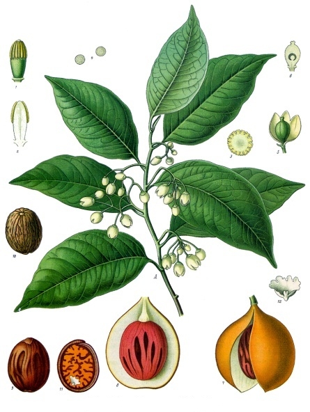 Myristica_fragrans_-_Köhler–s_Medizinal-Pflanzen-097