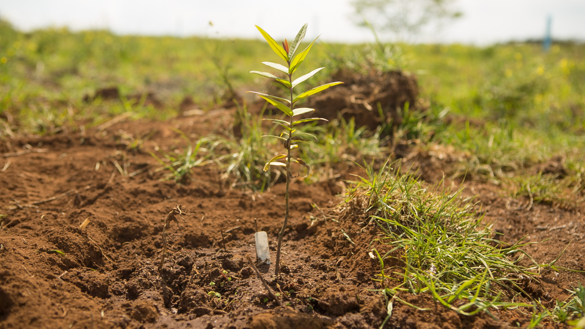 Sandalwood seedling