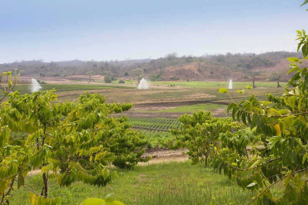 Ylang Ylang fields in Ecuador