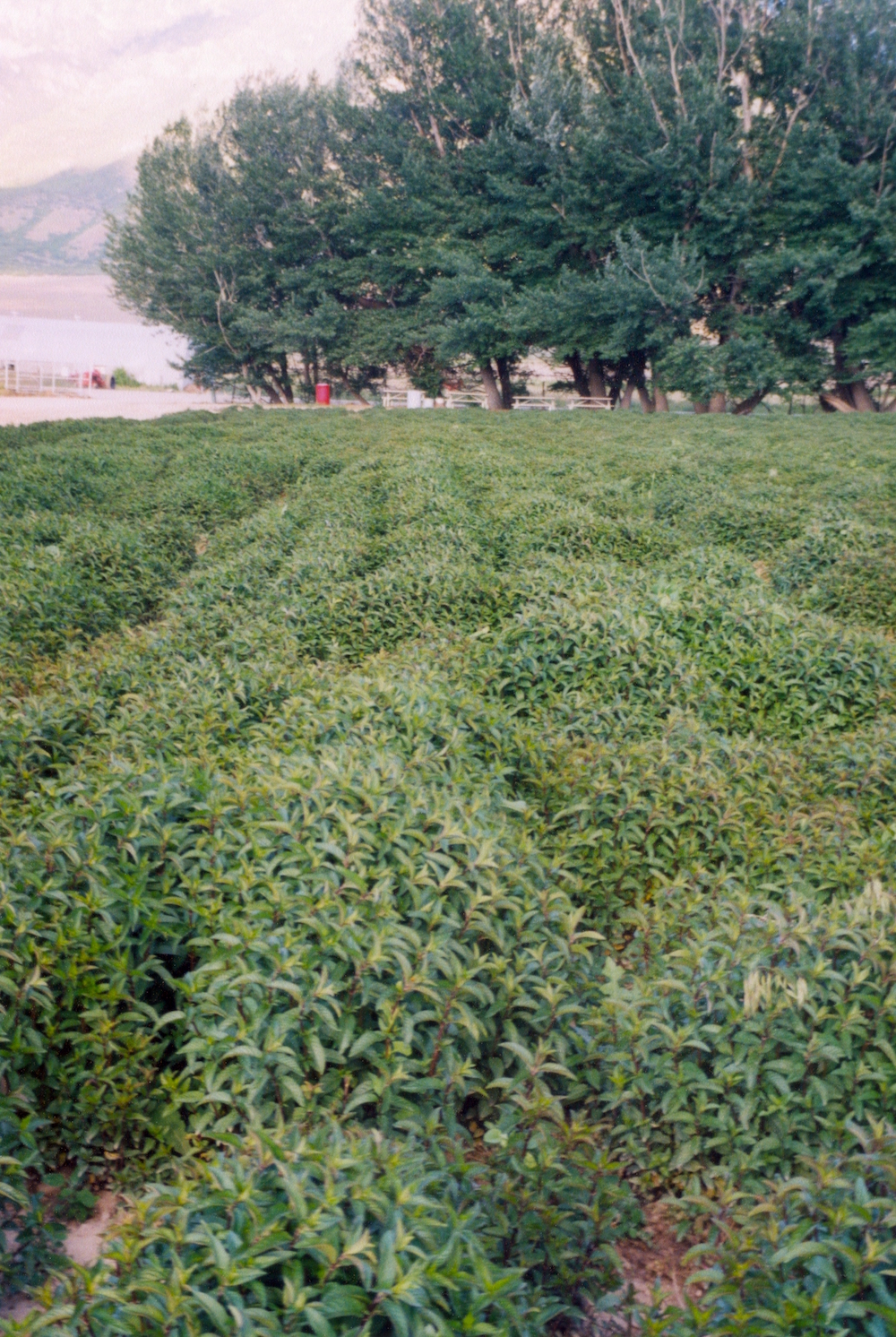 Peppermint at the Young Living Mona Farm.