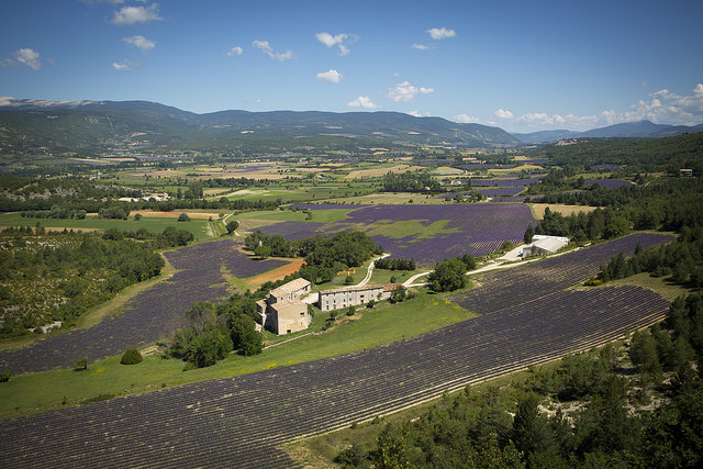 The Young Living Lavender Farm in the Simiane Valley in Provence, France, is the largest true lavender farm in the world!