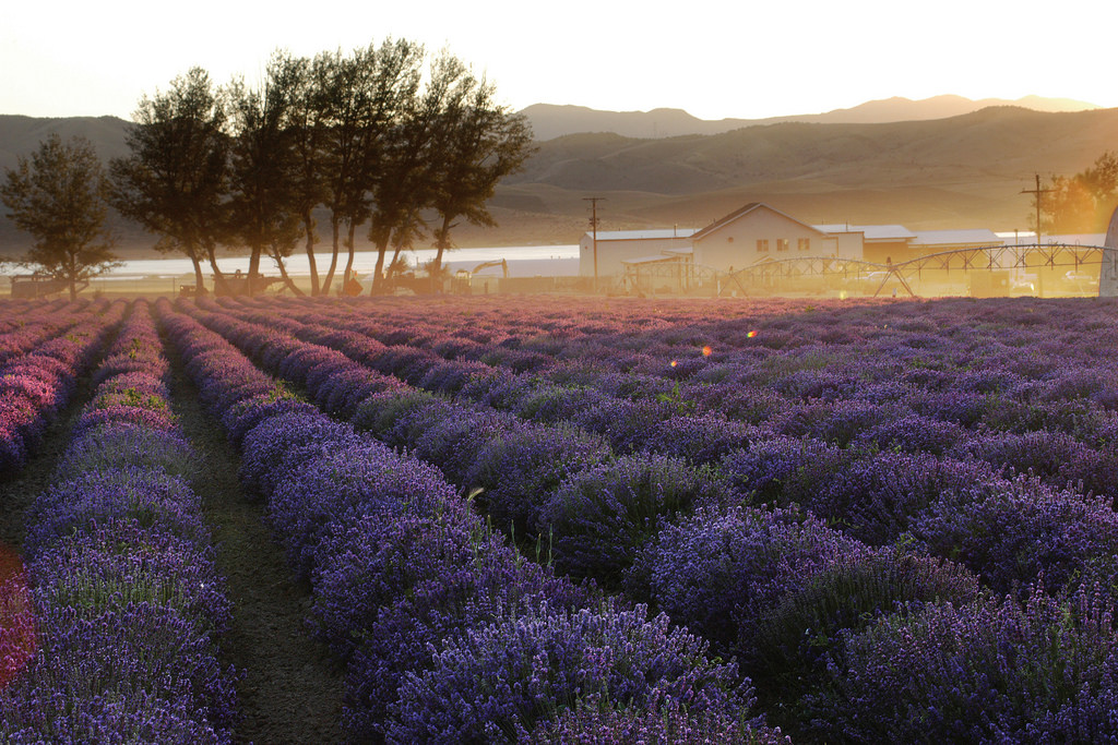 A field of true lavender growing at the Young Living Lavender Farm in Mona, Utah.