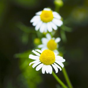 two German Chamomile plants