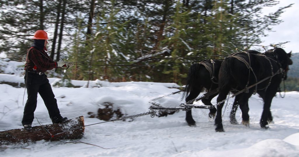 D. Gary Young riding a log being pulled by horses