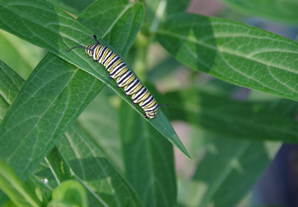 A monarch butterfly caterpillar on a milkweed plant leaf